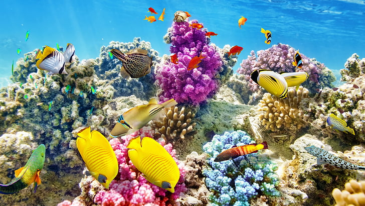 サンゴ礁の写真は子供のために色を付ける、 HDデスクトップの壁紙