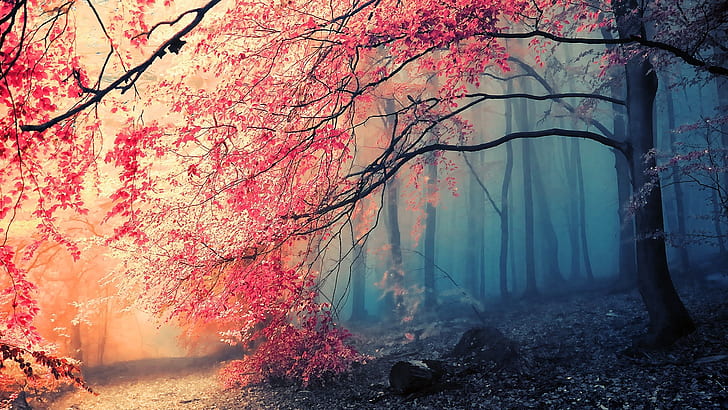 Beautiful autumn tree red leaves in the forest, pink leaf tree, Beautiful, Autumn, Tree, Red, Leaves, Forest, HD wallpaper