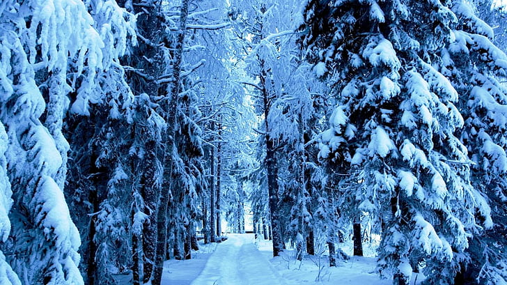 لقد وصل الشتاء ، صور الأشجار والثلوج في الليل ، الأشجار ، الثلج ، المسار ، الشتاء، خلفية HD