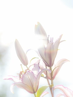 розовый и белый цветок с лепестками, лилия, лилия, восточная, белая, цветок лилии, природа, лепесток, растение, цветок, цветок Голова, розовый цвет, красота В природе, HD обои HD wallpaper