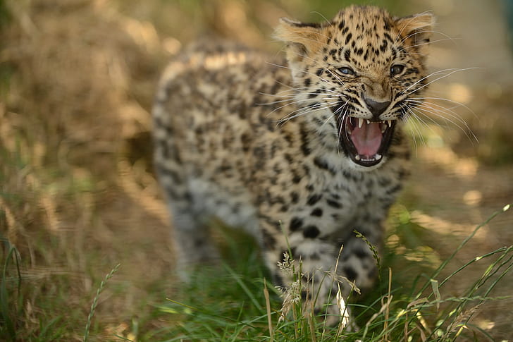 cub, kitty, roar, the Amur leopard, © Anne-Marie Kalus, HD wallpaper