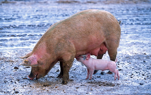豚の種をまく子豚の看護、豚、子豚、看護、種をまく、 HDデスクトップの壁紙 HD wallpaper
