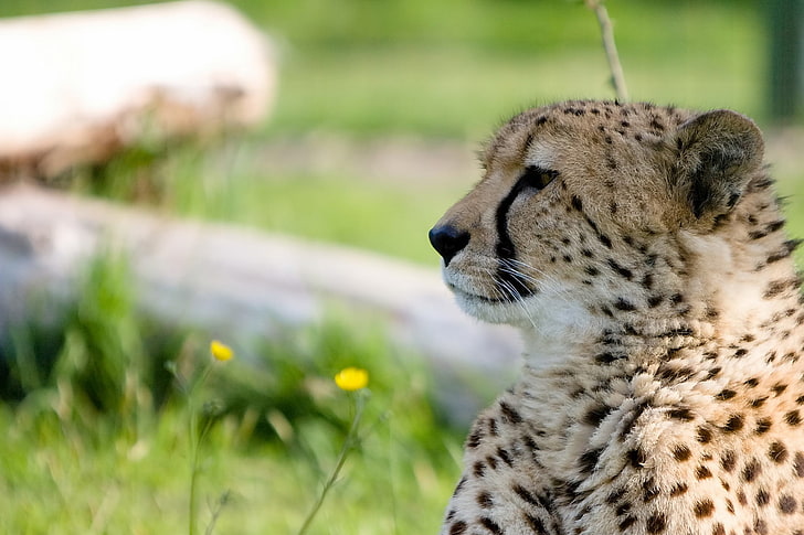 leopardo marrone e nero, ghepardo, predatore, gatto grande, museruola, profilo, Sfondo HD