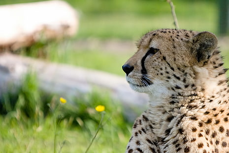 เสือดาวสีน้ำตาลและสีดำเสือชีตาห์นักล่าแมวตัวใหญ่ปากกระบอกปืนรายละเอียด, วอลล์เปเปอร์ HD HD wallpaper