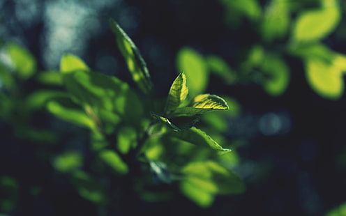 planta de hoja verde, foco superficial de planta de hoja verde, plantas, hojas, macro, luz solar, bokeh, oscuro, Fondo de pantalla HD HD wallpaper