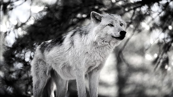 검정, 달, 늑대 인간, 백색, 늑대, HD 배경 화면 HD wallpaper