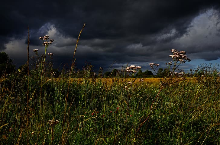 the sky, grass, clouds, meadow, stormy sky, Helichrysum, HD wallpaper