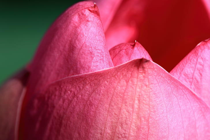 pink petals, lotus, lotus, Lotus, 蓮, pink, petals, 5D  Mark II, hi-res, resolution, 行田, さいたま, Canon EF, f/2, Macro, USM, nature, plant, flower, close-up, petal, pink Color, leaf, beauty In Nature, flower Head, single Flower, HD wallpaper