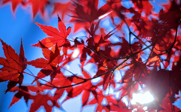 Słońce późną jesienią, pory roku, jesień, słońce, liście, Japonia, jesień, klon, kanon, bokeh, 5dmarkii, czerwone liście, snapseed, pentacon, JapaneseMaple, Tapety HD