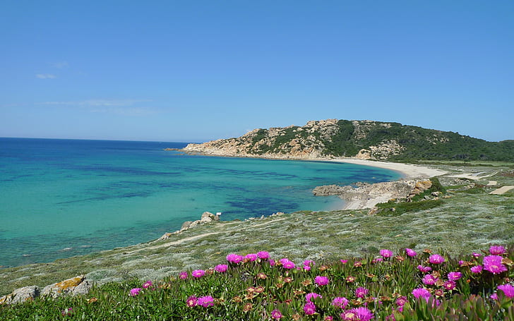 World Italy Flowers On The Beach On The Island Of Sardinia  Italy 9730, HD wallpaper