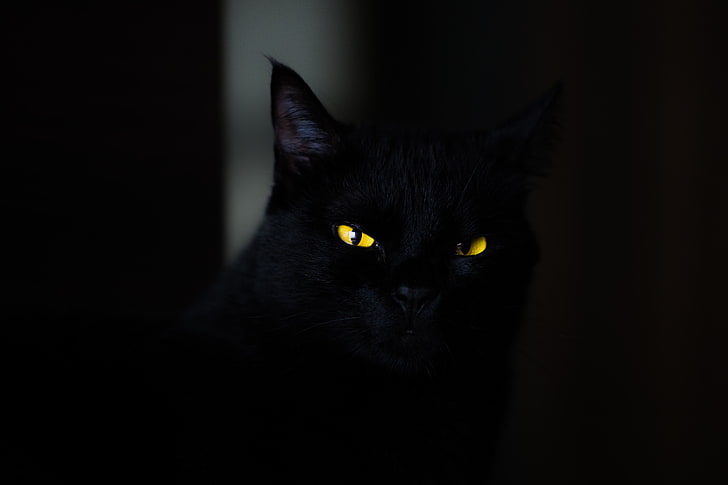 gato de bombaim, gato, olhos, preto, HD papel de parede