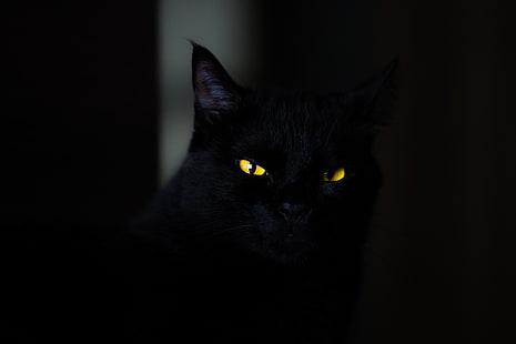 bombay gatto, gatto, occhi, nero, Sfondo HD HD wallpaper