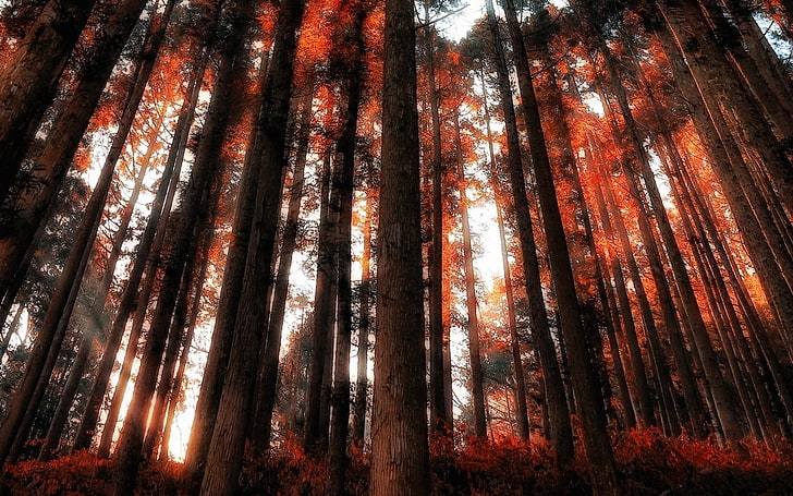 森の木、自然、風景、森、赤、太陽光線、木、低木、 HDデスクトップの壁紙