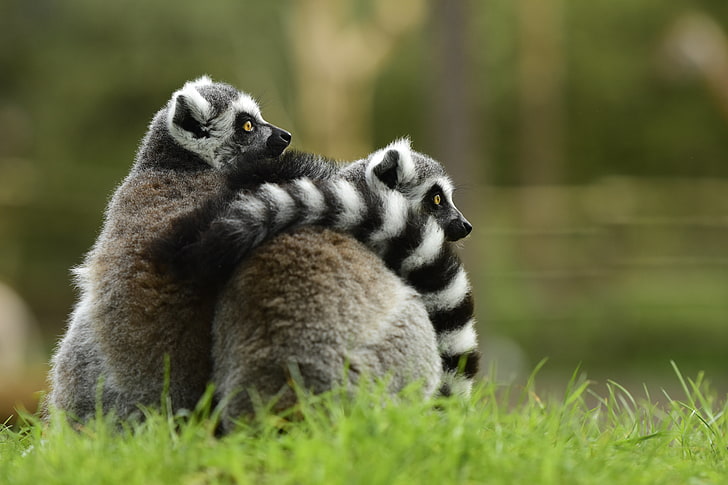 two raccoons, lemur, couple, hugging, HD wallpaper