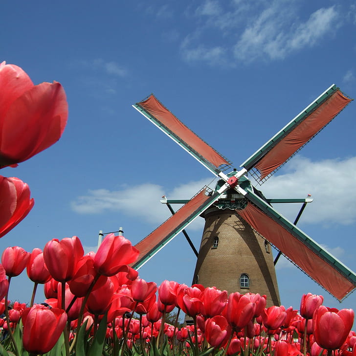 photo of windmill surrounded with red petaled flowers, tulips, tulips, red, tulips, photo, windmill, flowers, japan, chiba, sakura, m1, sky, netherlands, tulip, nature, HD wallpaper