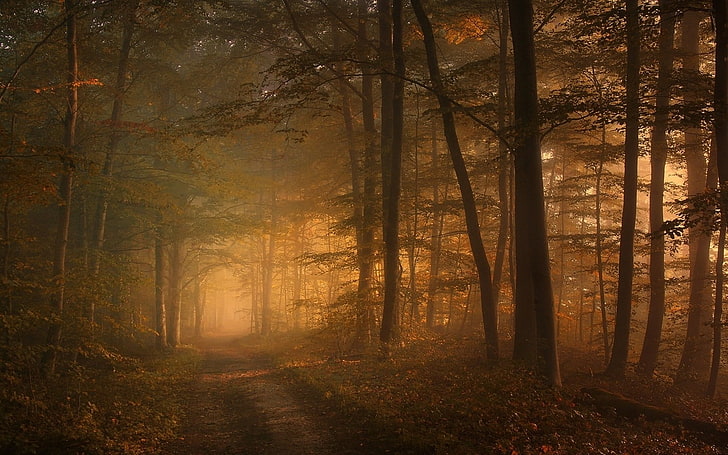 green trees, untitled, nature, landscape, path, mist, morning, forest, leaves, sunlight, trees, HD wallpaper
