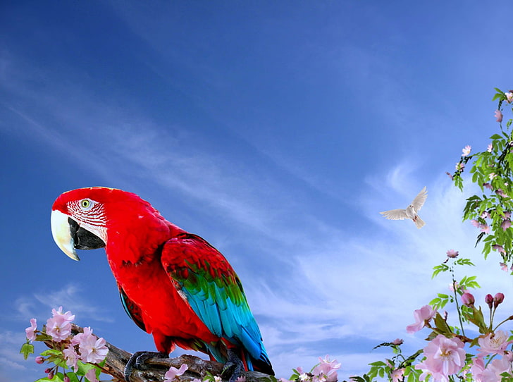 arara, arara vermelha, ave, ave tropical, pájaro, cielo azul, cielo de nubes, flores, flores, naturaleza, fotografía de naturaleza, natureza, papagaio, Fondo de pantalla HD