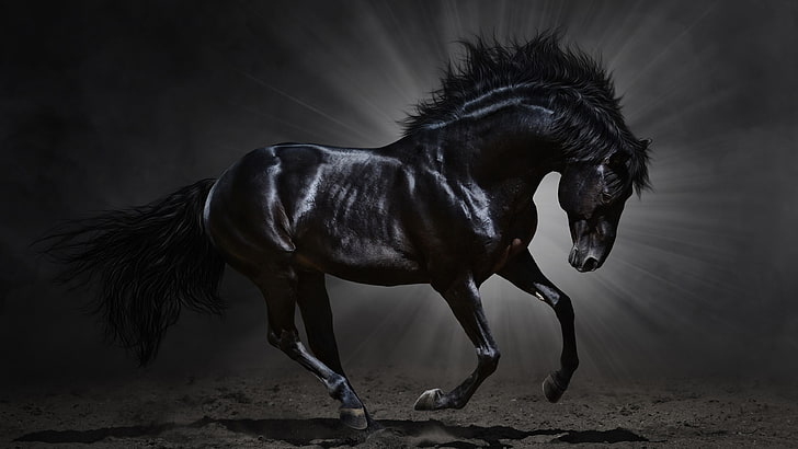 кон, черен кон, лъчи, черен, грива, арабски кон, тъмнина, HD тапет
