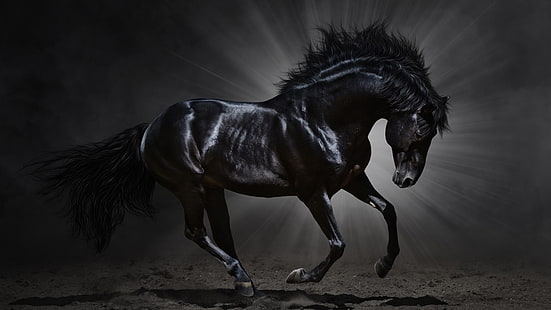 конь, черный конь, лучи, черный, грива, арабская лошадь, тьма, HD обои HD wallpaper