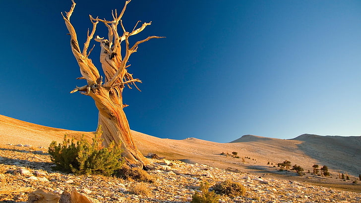 sky, lonely tree, wilderness, lone tree, tree, desert, sand, landscape, rock, HD wallpaper