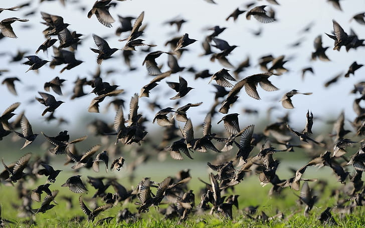 A Flock Of Starlings, starlings, bird, animal, animals, HD wallpaper