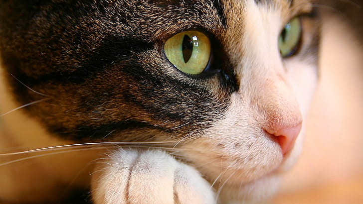 Cat Eyes, eyes, HD wallpaper