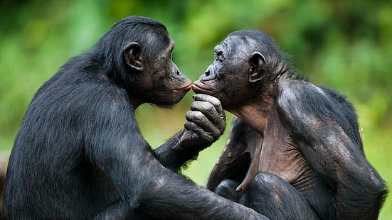 Małpy, Bonobo, Zwierzę, Małpa, Tapety HD HD wallpaper
