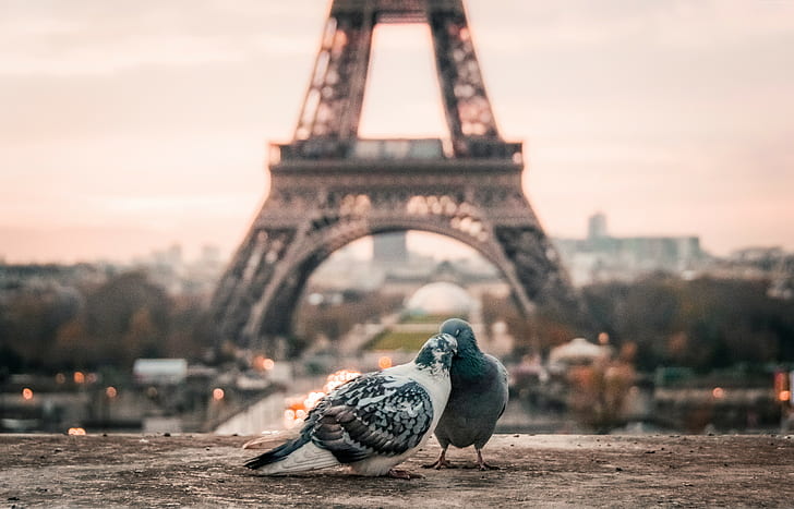 4k, Париж, любовный образ, голуби, HD обои