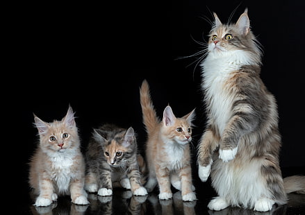 Katter, katt, kattunge, Maine Coon, HD tapet HD wallpaper