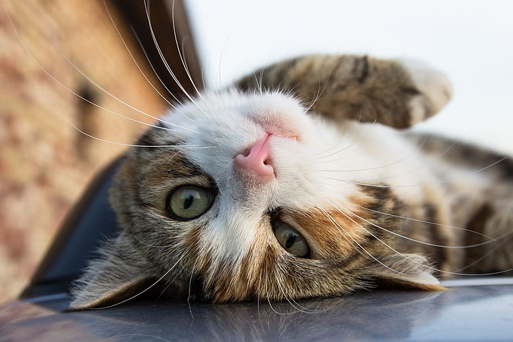 gato, deitado, close-up, preguiçoso, animal, HD papel de parede