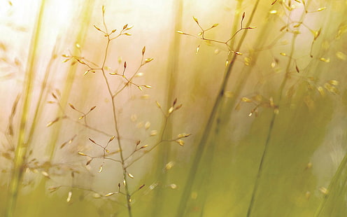 lg, g3, hierba, flor, naturaleza, Fondo de pantalla HD HD wallpaper