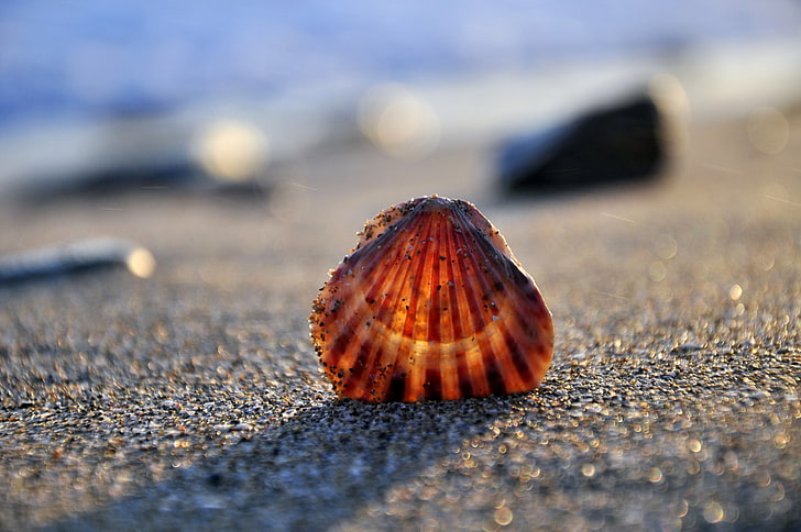 brown seashell, sand, sea, shore, shell, HD wallpaper