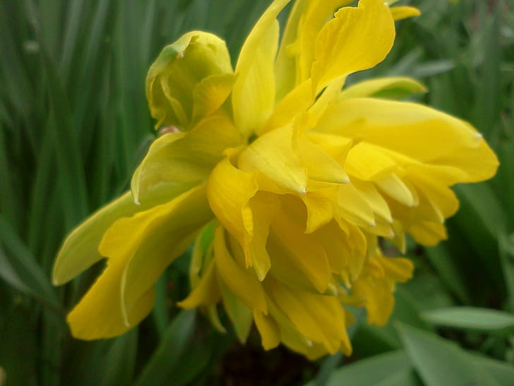 Narcisse jaune, printemps, narcisse, jaune, jardin, 3d et abstrait, Fond d'écran HD