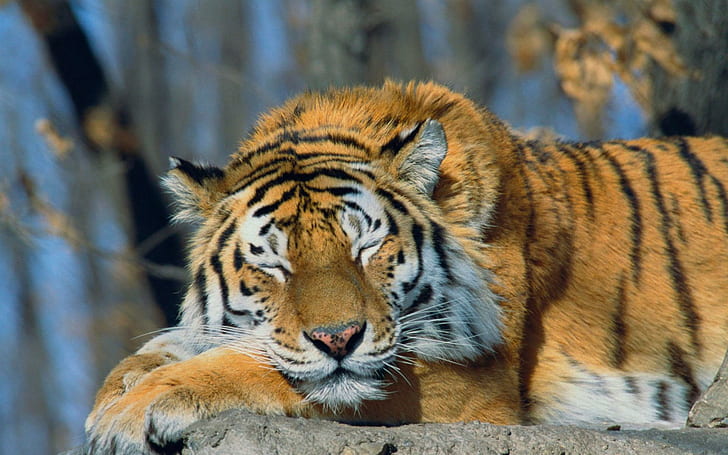 Спящ сибирски тигър, тигър, котки, животни, русия, сибирски тигър, красив, HD тапет
