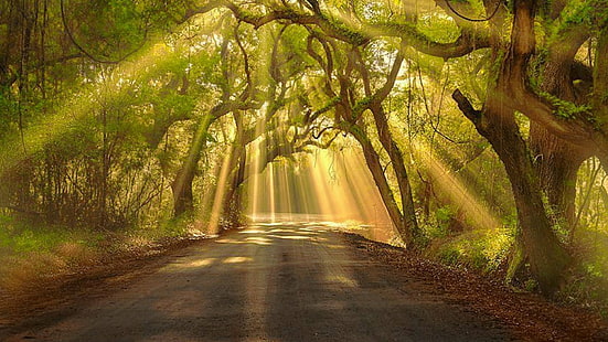 природа, лес, лесистая местность, лучи, дерево, лист, путь, солнечный свет, свет, роща, утро, ветка, солнечный луч, аллея, солнечный свет, HD обои HD wallpaper