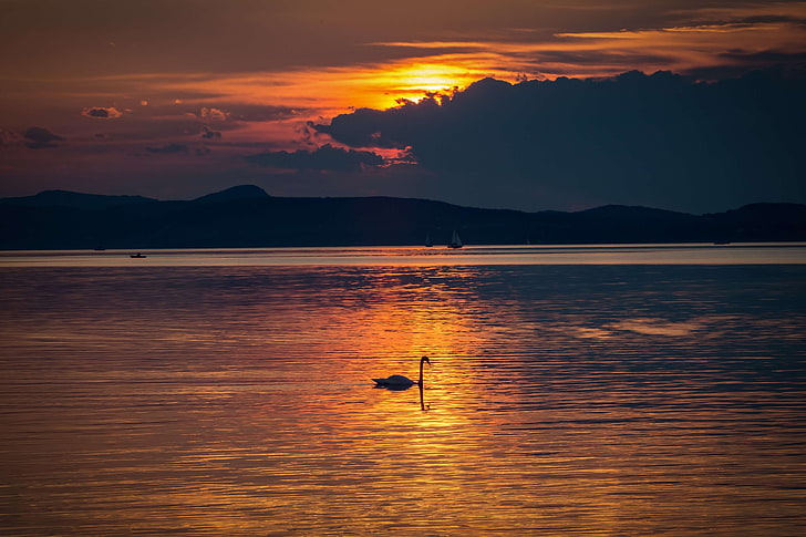 dawn, dusk, lake, nature, silhouette, sky, sunrise, sunset, swan, water, HD wallpaper