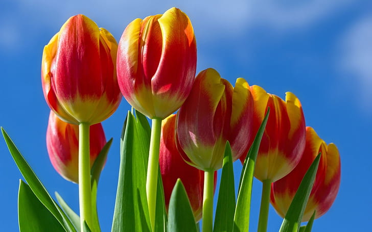 Primer plano de tulipanes, pétalos rojos amarillos, tulipanes, amarillo, rojo, pétalos, Fondo de pantalla HD