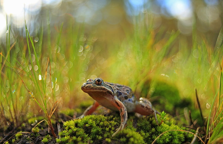 Tiere, Frosch, Amphibien, Pflanzen, HD-Hintergrundbild