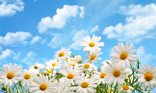 fleurs blanches, nuages, fleurs, nature, camomille, Fond d'écran HD HD wallpaper