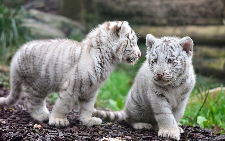 two albino tigers, animals, white tigers, tiger, baby animals, HD wallpaper