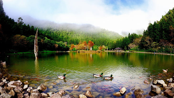 Mountain Lake Stones Wild Ducks Dense Green Pine Forest Wallpaper Hd For Desktop Full Screen 1080p, Fond d'écran HD