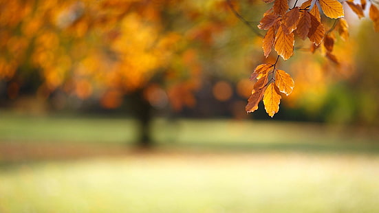 macro, folhagem de outono, folhagem, céu, galho, fotografia macro, turva, grama, folha, folhas, árvore, luz solar, folha caduca, filial, outono, folhas amarelas, HD papel de parede HD wallpaper