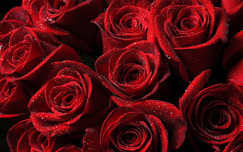 빨간 장미, 꽃, HD 배경 화면 HD wallpaper