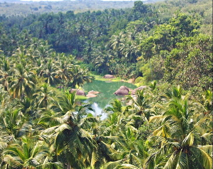 케 랄라 코코넛 나무, 인도, 케 랄라의 아름다움, HD 배경 화면