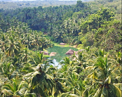 beauty of kerala coconut trees, india, kerala, HD wallpaper HD wallpaper