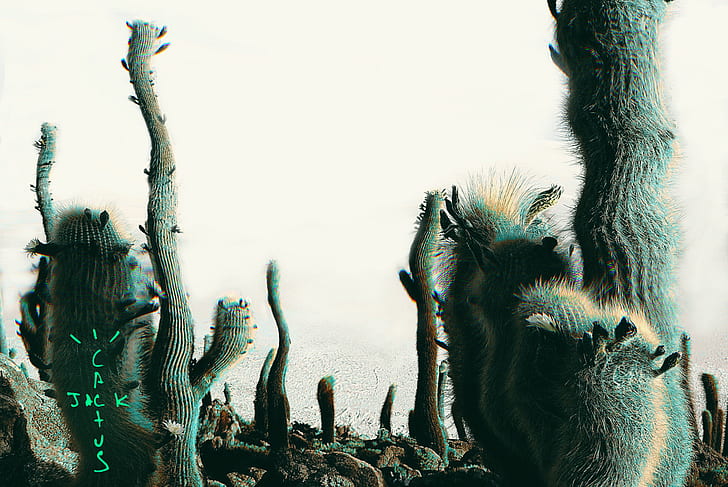 #Cactus #Cactusjack #Jack, #Cactus, HD-Hintergrundbild