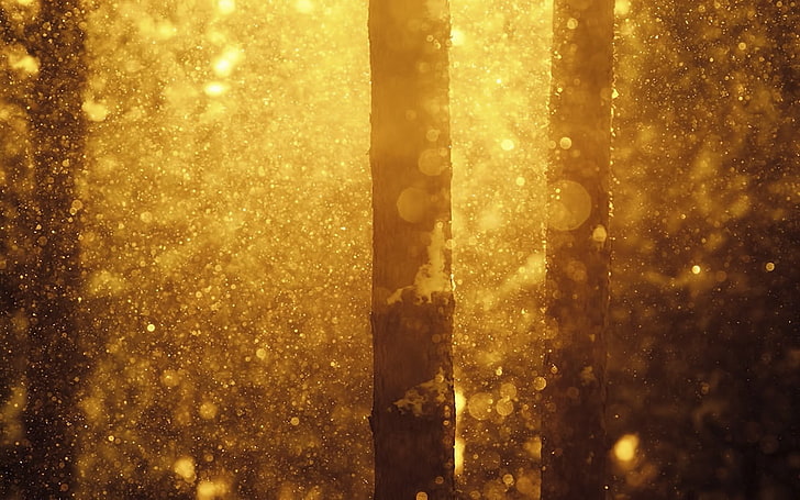 arbre gris, sans titre, lumière du soleil, forêt, arbres, bokeh, Fond d'écran HD