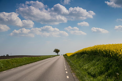 gray concrete road under white and blue cloudy sky, concrete road, white, blue, sky, Raps, Söderslätt, cloud, countryside, field, fält, landscape, landskap, rape, road, tree, träd, väg, exif, model, canon eos, 760d, geo, country, camera, iso_speed, state, city, geo:location, lens, ef, s18, f/3.5, focal_length, 35 mm, aperture, ƒ / 5, canon, nature, rural Scene, agriculture, summer, outdoors, cloud - Sky, farm, meadow, HD wallpaper HD wallpaper