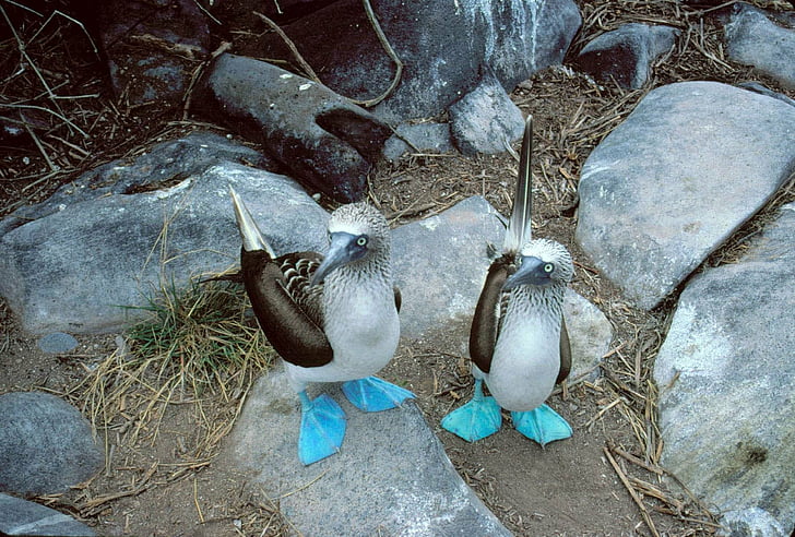 Vögel, blau-füßiger Dummkopf, Tier, Vogel, HD-Hintergrundbild