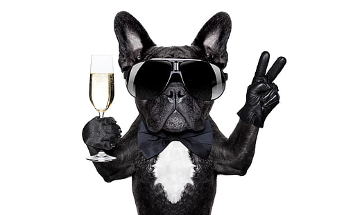 schwarze französische Bulldogge Meme, schwarz, Schmetterling, Glas, Humor, Brille, weißer Hintergrund, Bulldogge, Finger, Champagner, Geste, Handschuh, HD-Hintergrundbild HD wallpaper